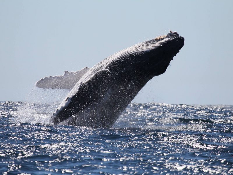 Humpback whale breach off Kangaroo Island