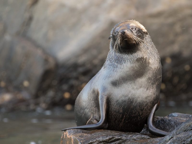 Australian Fur Seal posing